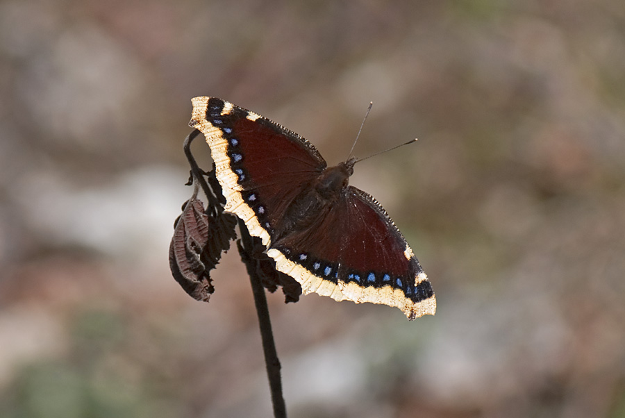 Nymphalis antiopa